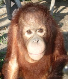 Orangutan on Ground