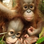 Babies in a basket-Rowan lo