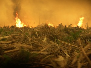 Fires-300x224