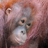 orangutan-behavior Orangutan's face