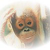 quick-facts baby orangutan thumbnail