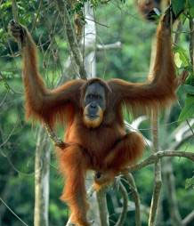 2 Sumatran orangutan