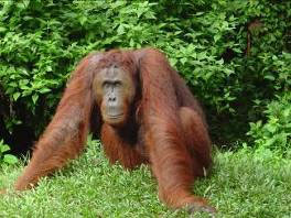 3 Bornean orangutan