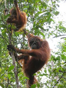 5 2 orangutans in a tree