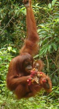 7 orangutan