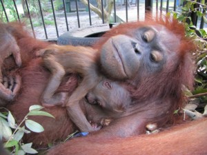 Devi-and-Dalia1 Dewi and infant Dalia at Orangutan Care Center and Quarantine