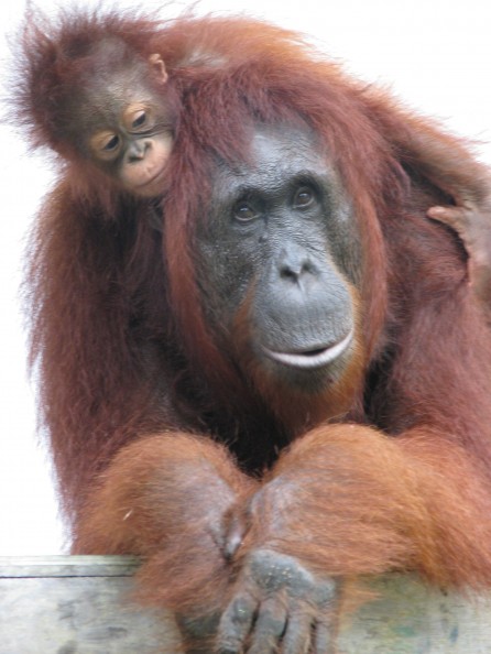 IMG_0651 Orangutan mother and infant at Camp Leakey