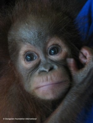 IMG_6368 Orphan orangutan