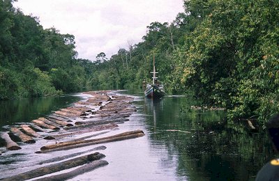 eia-3 Illegal Logging in Tanjung Puting National Park<br />
Photo © Environmental Investigation Agency