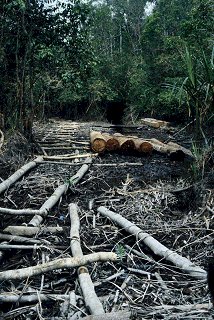 eia-4 Log rafts on Bulah Besar river, Tanjung Puting, May 2000
