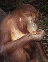 orangutan