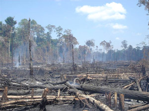 burnt forest