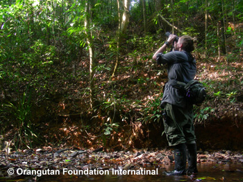 DSCN9971-allison Research assistant, Alison Ashbury, from the University of Victoria, British Columbia, observes a gibbon pair in the tropical rainforests of Borneo.