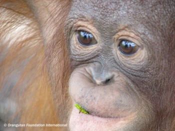 Juvenile orangutan chewing on a leaf