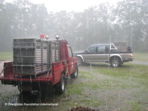 IMG_8112 Cages loaded up at Orangutan Care Center. Six ex-captive orangutans were released that day.