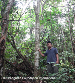 tree-planting trees planted