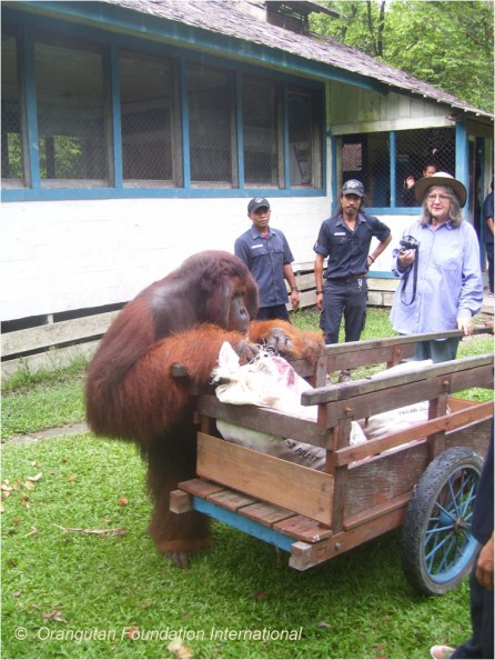 tom-the-orangutan Tom the orangutan