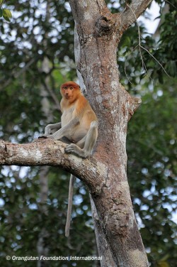 1558 Immature male proboscis monkey on river's edge