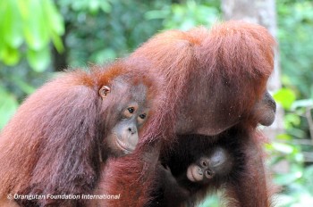 1909 Orangutan and offspring