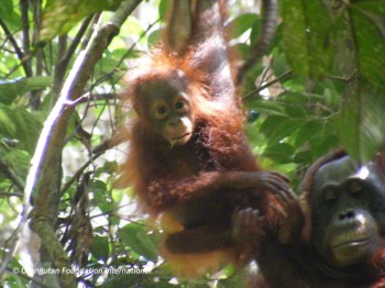 Wild orangutan Pete and Pamela,