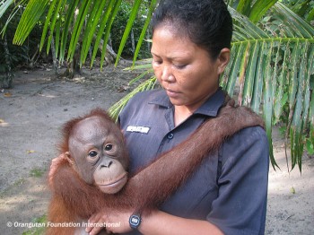 A young orangutan with his Caretaker at the Care Center and Quarantine. 