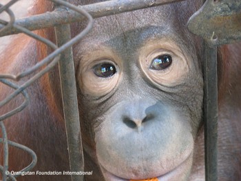 IMG_3859 Orangutan awaits her release.