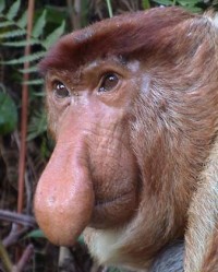 Oscar_the_proboscis_monkey Oscar the Proboscis