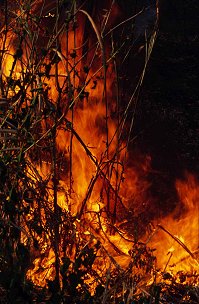 eia-2 Forest Fire