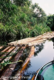 illlog7 The illegal loggers logs
