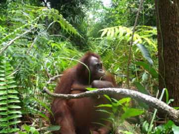 bali4 Bali in the forest behind the Care Center eating some leaves.
