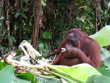 bali5 Bali eating the inside of a banana tree.