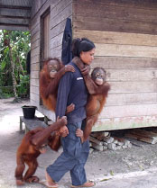 caregiverwith3orangutans Caregiver with 3 orangutans