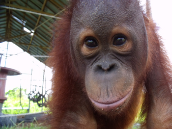 Goran_Orangutan_02 Goran carefully approaching the camera.
