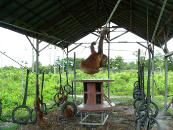 goran_orangutan_swinging. Goran in the middle of some serious swinging.