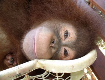 orangutan-hockey-resting Hocky resting in an old fruit basket