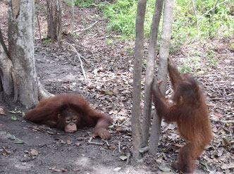 hockey-with-friend Hocky resting and closely watching her exploring friend