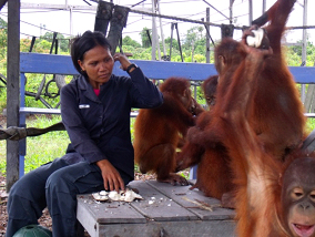 orangutans-eat The orangutans enjoying an in between snack