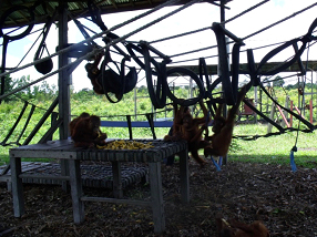 playarea2 The orangutans enjoying a banana lunch