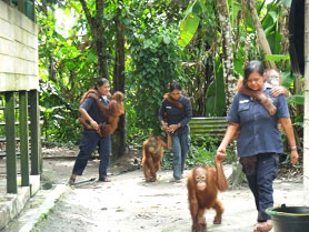 taking-orangutans-out Taking out the orangutans is heavy work, but the women at the Playpen Facility are happy to do it.