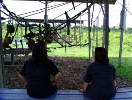 watching-orangutans The caregivers enjoying quiet moments