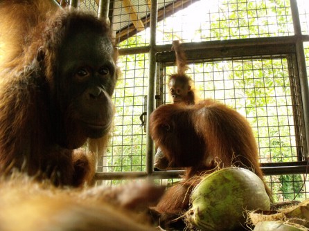 DSCF5161 orangutans in cage at care center