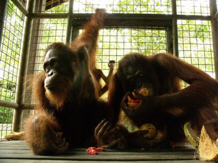 DSCF5216 orangutans at care center
