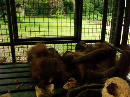 DSCF5438 Orangutans at OCCQ