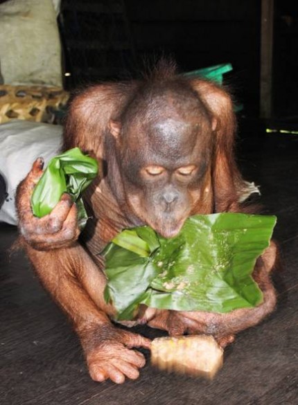 image004 Gordon licks the banana leaves clean!