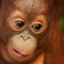 Become a Foster Parent to “George Baru”