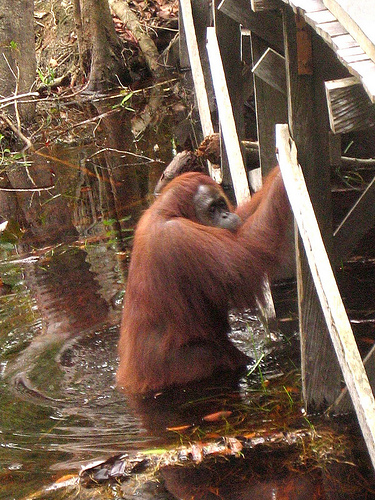 As she wades through water, Siswi often raises both of her hands up in the air so that she doesn?t get them wet.