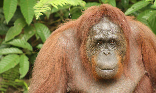 Full orangutan Siswi full after a mid-day snack of bananas