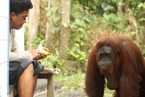 Siswi observes Camp Leakey manager Siswi observes Camp Leakey manager, Pak Faisal as he peels a potato in the kitchen. Despite making her desires clear, she didn?t attempt to steal it!