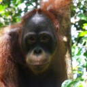 Become a Foster Parent to “Unyil Bejo”
