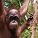 Become a Foster Parent to “Lanang”